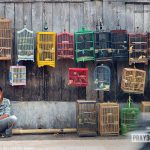 11jun17day16 Manbirdcages Peternijenhuis Flickrcc 1000px