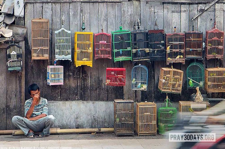 11jun17day16 Manbirdcages Peternijenhuis Flickrcc 1000px