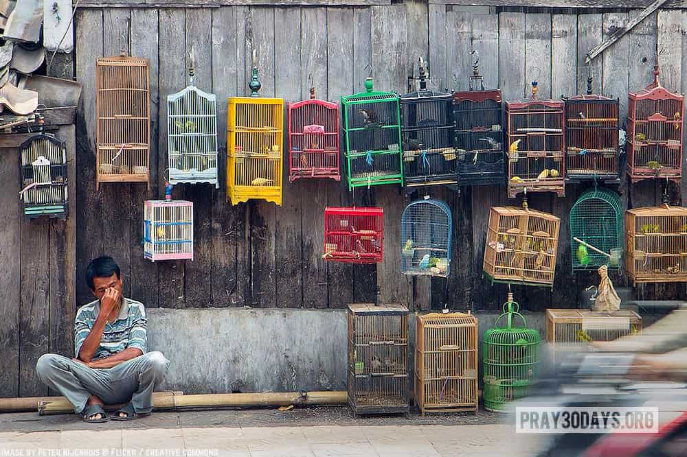 11jun17day16 manbirdcages peternijenhuis flickrcc 1000px