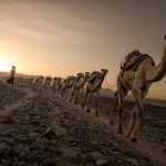 Salt caravan, danakil depression
