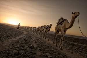 Salt caravan, Danakil depression