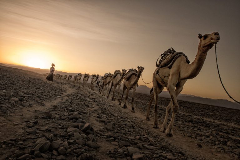 Salt caravan, danakil depression