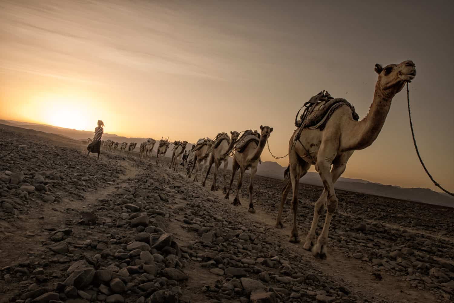 Salt caravan, Danakil depression
