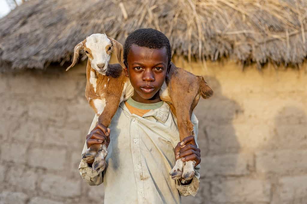 A Fulani Boy Holds A Lamb In A Village In Southwestern Niger.
